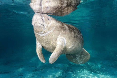 West Indian manatee (Trichechus manatus)