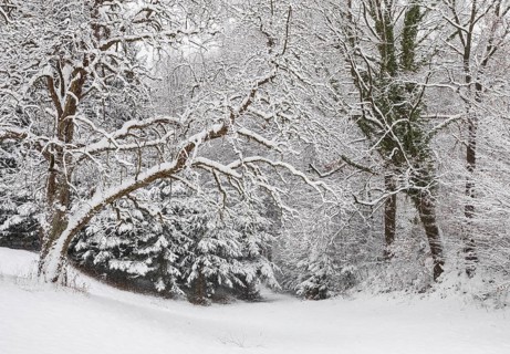 Forest during snowfall