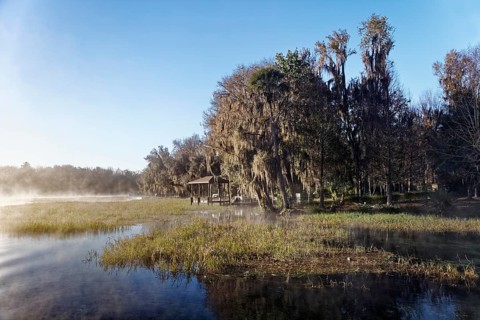 River landscape with reeds