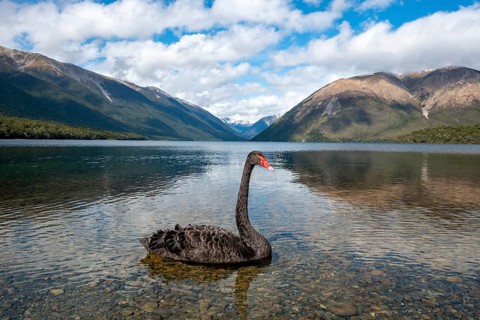 Black swan (Cygnus atratus) at Lake Rotoiti