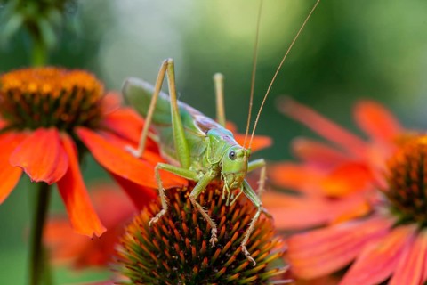 Locust