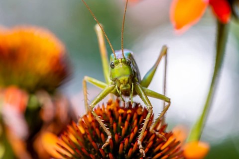 Locust