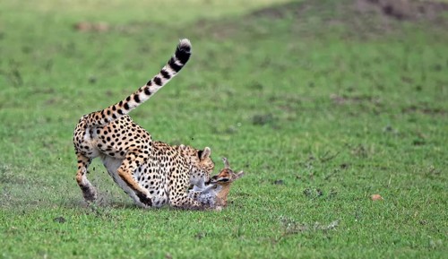 Female cheetah (Acinonyx jubatus) hunts a young Thomson's gazelle