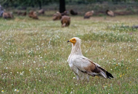Egyptian Vulture (Neophron percnopterus)