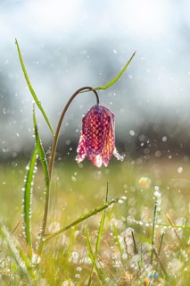 Ordinary Snake's Head Fritillary (Fritillaria meleagris) in mists