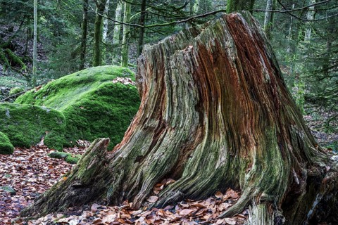 Dead and weathered tree stump