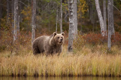 Brown bear (Ursus arctos) in the Finnish Taiga