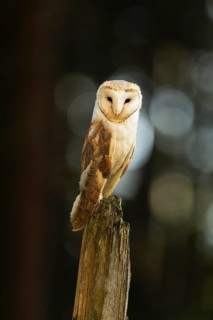Common barn owl (Tyto alba)