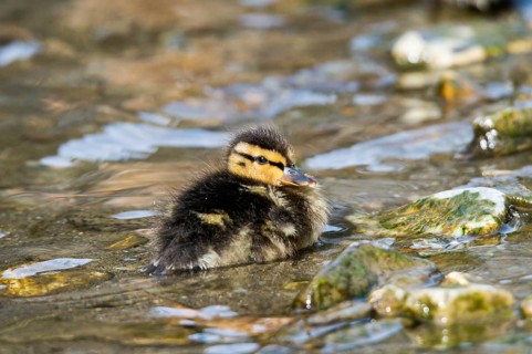 Mallard (Anas platyrhynchos)