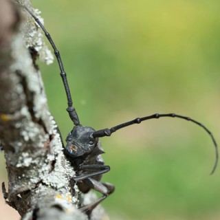 Morimus asper funereus (Morimus asper funereus)
