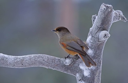 Siberian Jay (Perisoreus infaustus)