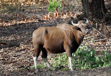 Gaur (Bos gaurus)