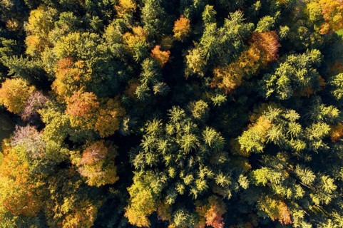 Autumn mixed forest