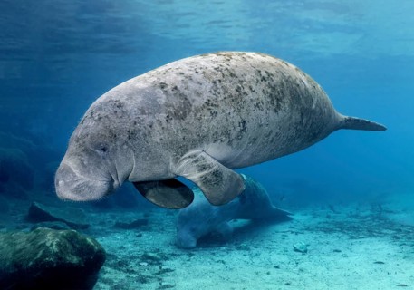 West Indian manatee (Trichechus manatus)