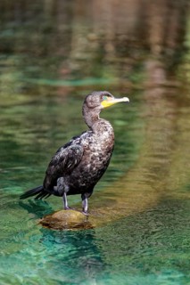 Double-crested cormorant (Phalacrocorax auritus)