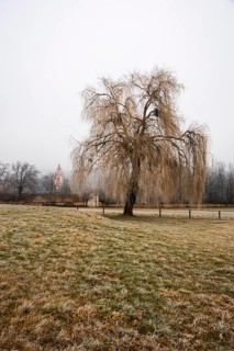 Willow (Salix) in winter with church