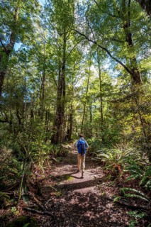 Hikers in the jungle with big ferns