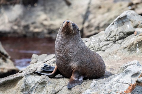 New Zealand fur seal (Arctocephalus forsteri) on rocks