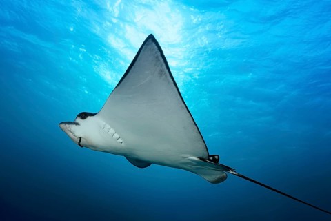 Spotted eagle ray (Aetobatus narinari) in the backlight of the sun