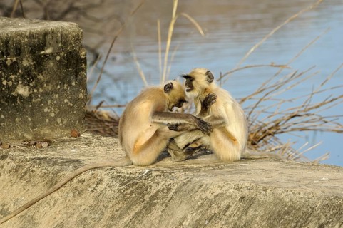Northern plains gray langurs (Semnopithecus entellus)