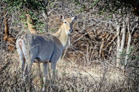 Nilgai or blue bull Antelope (Boselaphus tragocamelus)