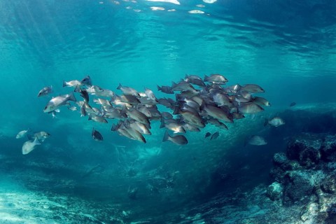 Swarm of Mangrove snappers (Lutjanus griseus)