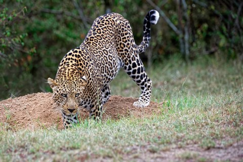 Leopard (Panthera pardus)
