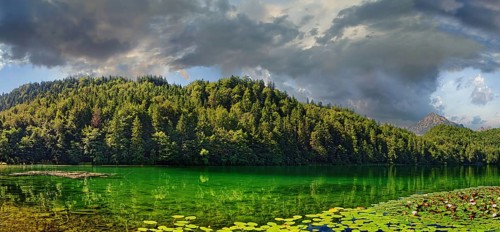 Turquoise green Lake Alatsee with a carpet of water lilies in bloom