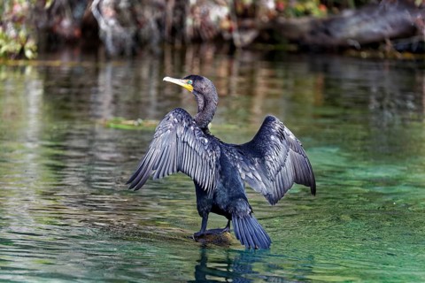Double-crested cormorant (Phalacrocorax auritus)