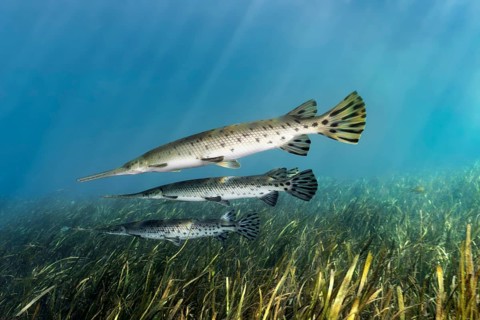 Florida Bone Pike (Lepisosteus platyrhincus)