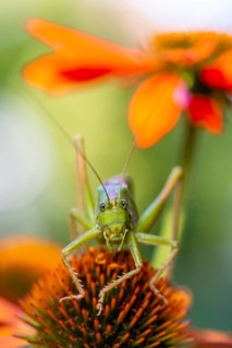 Locust