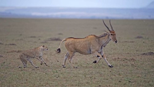 Cheetah (Acinonyx jubatus) hunts an adult eland