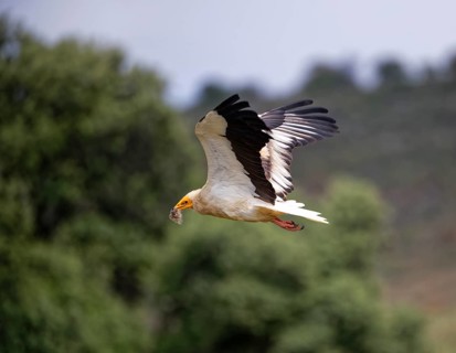 Egyptian Vulture (Neophron percnopterus) with hive residue in flight