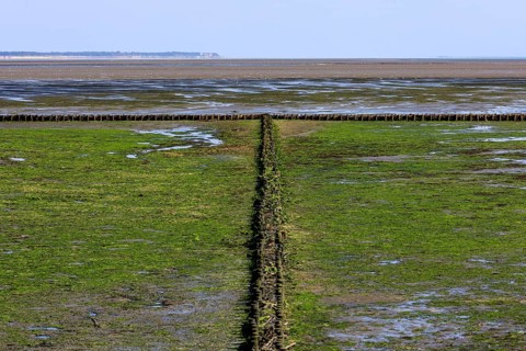 Wadden Sea at low tide on Amrum Island