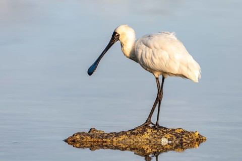 Royal Spoonbill (Platalea regia)