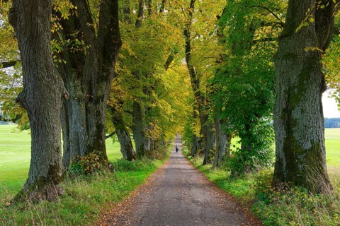 Kurfuerstenallee