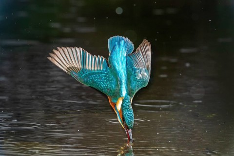 Common kingfisher (Alcedo atthis)