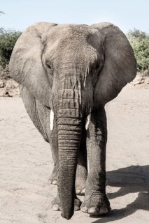Namibian desert elephant (Loxodonta africana)