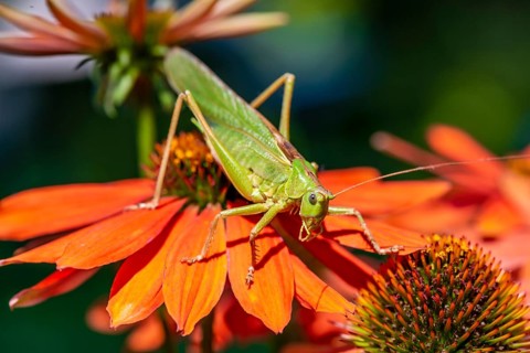 Locust