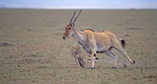 Cheetah (Acinonyx jubatus) hunts an adult eland