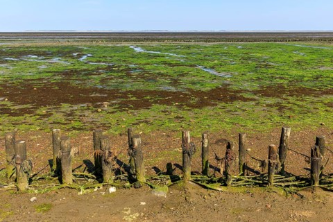 Wadden Sea at low tide on Amrum Island