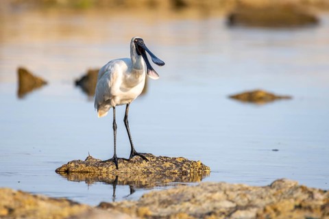 Royal Spoonbill (Platalea regia)