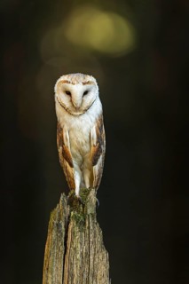 Common barn owl (Tyto alba)