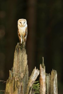 Common barn owl (Tyto alba)