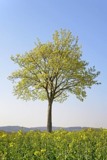 Maple (Acer)
