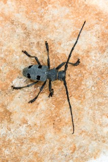 Morimus asper funereus (Morimus asper funereus)