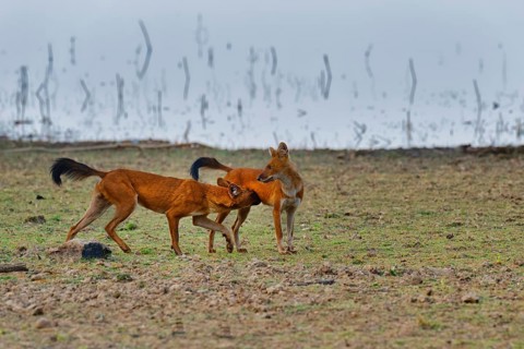 Dholes (Cuon alpinus)