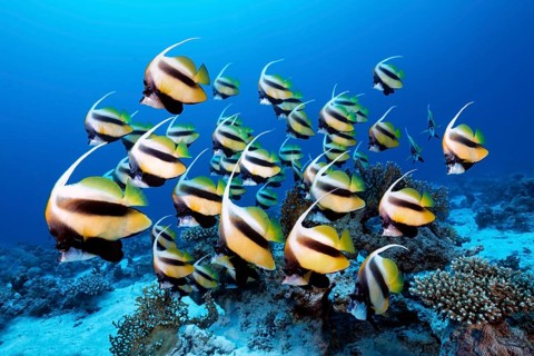 Swarm Red Sea bannerfish (Heniochus intermedius)