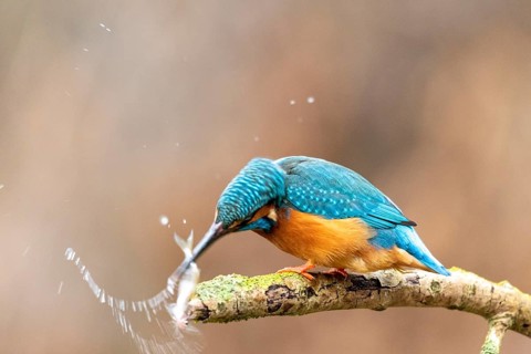 Common kingfisher (Alcedo atthis)