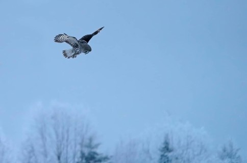 Great grey owl (Strix nebulosa)